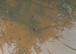 Fischfutter für Aquarium Fische