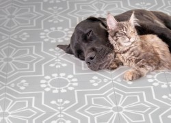 Fußböden und Wände im Farbwechsel