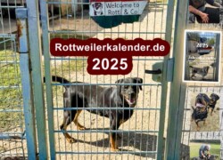 Facebook-Gruppe „Unsere Rottis & Co, in der Auffangstation die Vergessenen“ hilft geretteten Hunden in Not