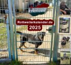 Facebook-Gruppe „Unsere Rottis & Co, in der Auffangstation die Vergessenen“ hilft geretteten Hunden in Not